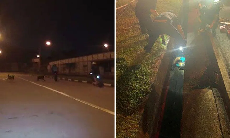 Man falls into drain and taken to hospital after wild dogs run towards cyclists at Shipyard Road