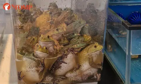 'Cruel' sight of frogs and eels packed in tanks outside restaurant: SFA looking into case
