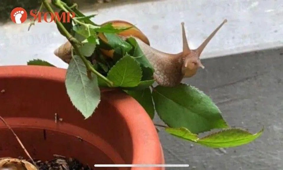 Paya Lebar resident fascinated by snail on balcony, takes close-up shots of it eating leaves