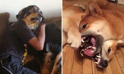 Bizarre photos that will make you do a double take