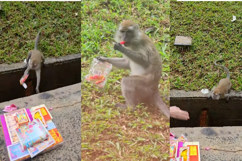 The monkey business turned serious once it snatched the offering.