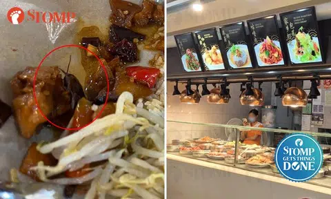 Clementi stall operator apologises, takes corrective actions after Stomp report about cockroach in cai fan