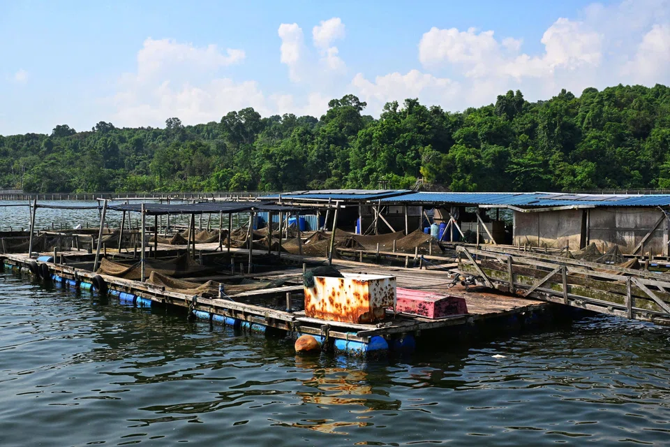 Mr Timothy Ng's floating fish farm, pictured in June 2024, was towed to Malaysia to be used by a farm there in October that year.