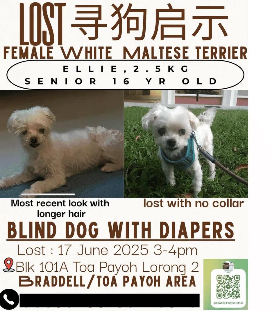 ellie missing poster