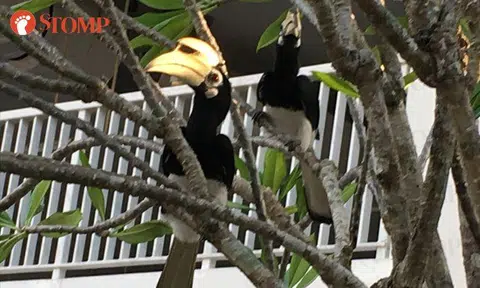 Animal rescuer smitten after seeing rare hornbills for the first time