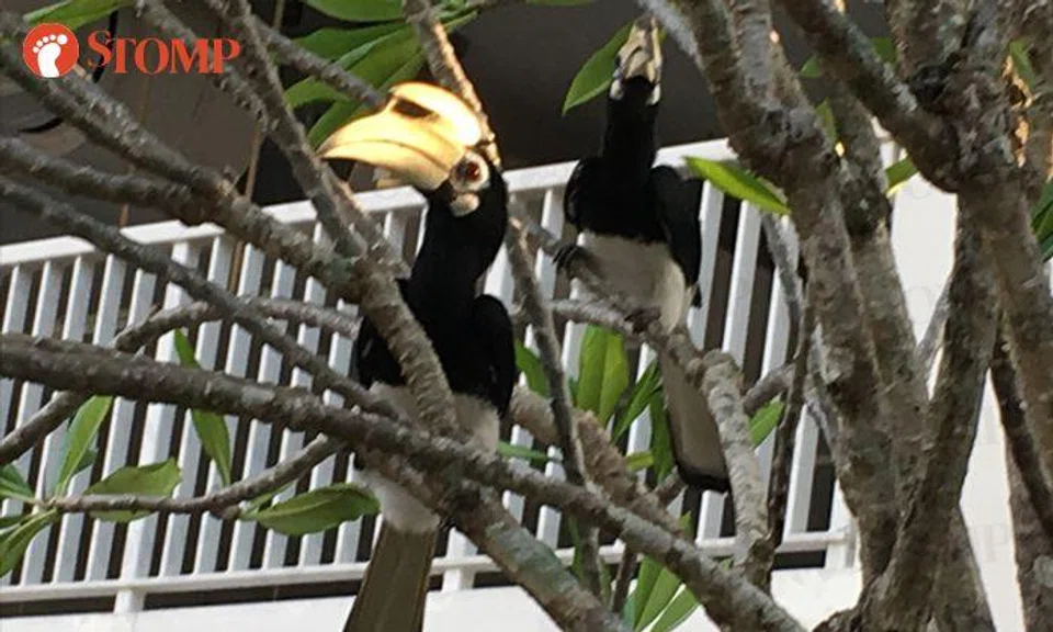 Animal rescuer smitten after seeing rare hornbills for the first time