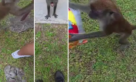 Couple accosted by 'aggressive' monkey on St John's Island: 'We just threw the food and ran'