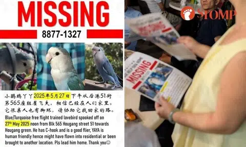 Lovebird missing in Hougang believed to be in someone's home: 'But that person doesn't know we're searching for Yaya'