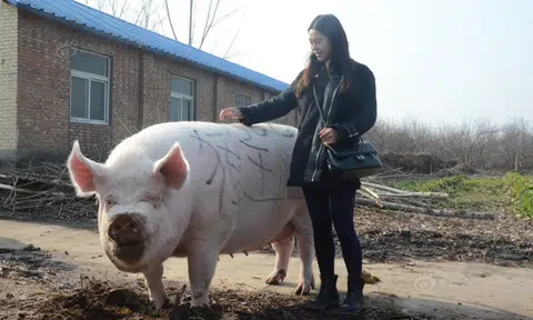 All hail the 'Pig King' of Henan -- A gigantic 750kg hog