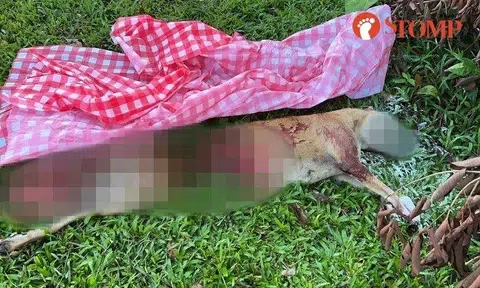 Sharing a photo she took of Lucy's carcass in the grass by the road after the accident, Stomper Chariya said: "I covered her up so the crows can’t eat her."