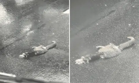 dead pangolin mandai yishun