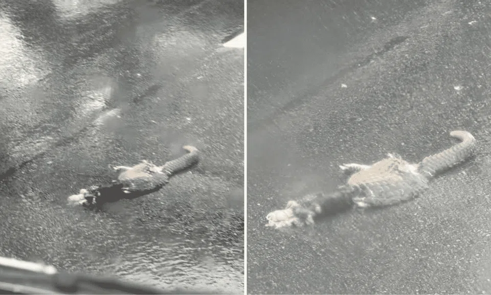 dead pangolin mandai yishun