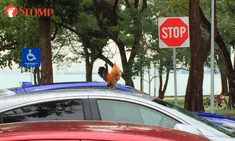 Stomper tries to satisfy fried chicken craving at East Coast... but finds a live one instead