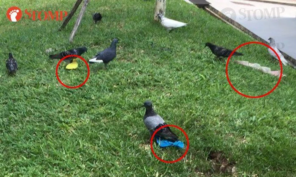 Oh dear, who tied plastic bags on legs of these pigeons in Hougang?
