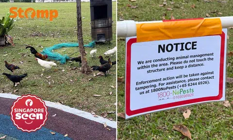Stomper saddened after seeing animal management activity near free-ranging chickens at Punggol park