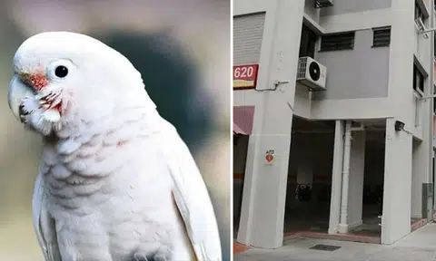 Woman sells Bedok flat after putting up with neighbour's noisy parrot for a year: 'It's hard for us to sleep'