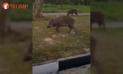 These wild boars aren't shy about getting close to vehicles along Bukit Batok Road
