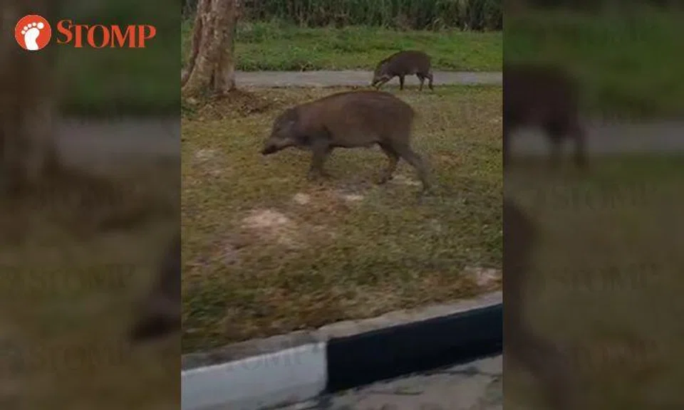 These wild boars aren't shy about getting close to vehicles along Bukit Batok Road
