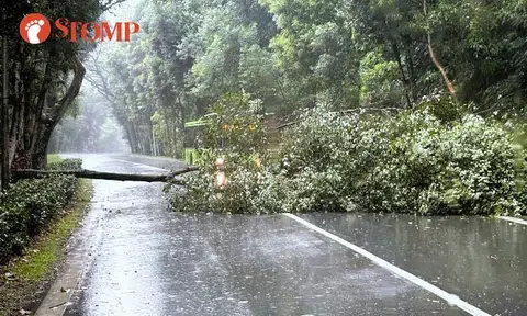 Tree falls across road in rain, blocks traffic for at least an hour in Mandai