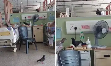 pigeons spotted hospital ward klang malaysia droppings eating patient food