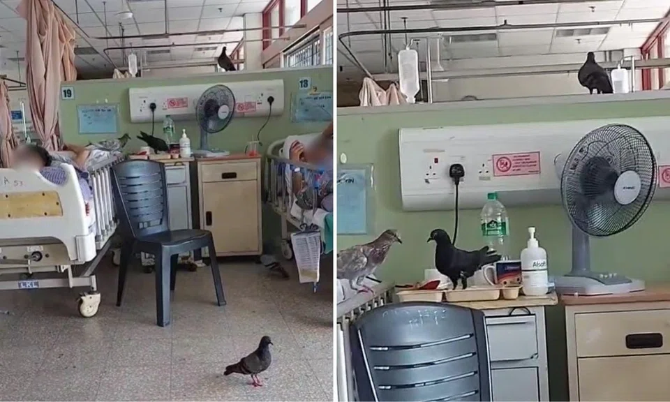 pigeons spotted hospital ward klang malaysia droppings eating patient food