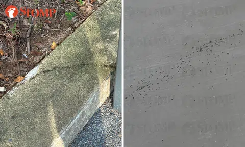 Pest control called in after Woodlands resident says estate is infested with ants to 'crazy extent'