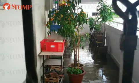 Yishun resident concerned about fire safety after neighbour clutters corridor with plants