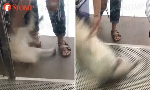Pick-A-Pet employee 'resigns voluntarily' after being caught on video throwing dog roughly into cage
