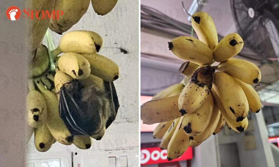 SFA looking into case of bat eating bananas at Ang Mo Kio fruit stall