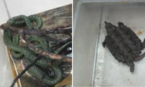 Man did not pay fine for possession and keeping of illegal wildlife, gets jailed instead