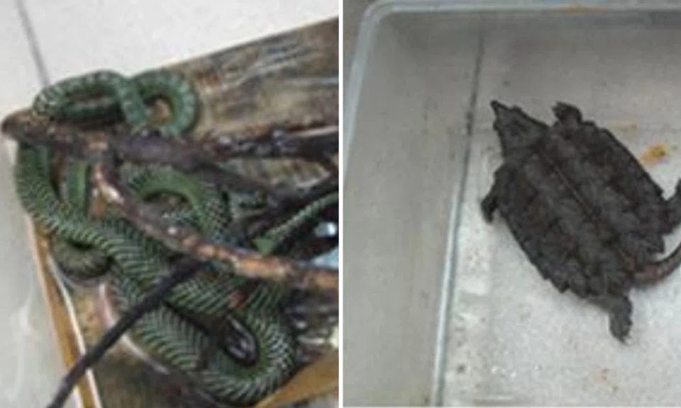 Some of the seized wildlife, include a Paradise tree snake, an alligator snapping turtle (CITES-listed species) and a common snapping turtle. (Photo: AVA)