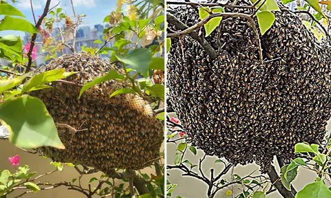 Basketball-sized beehive takes over balcony -- but resident decides to leave it