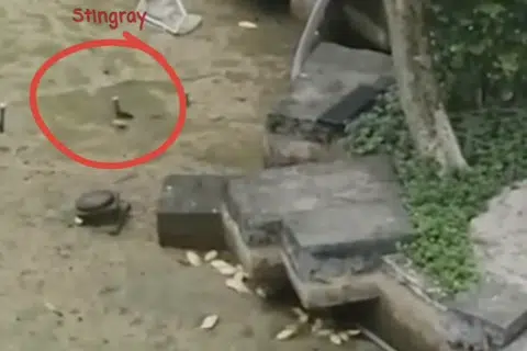 Fish left to suffocate in drained condominium pond in Choa Chu Kang during cleaning
