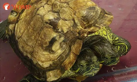 Two-headed turtle spotted in LKY exhibition
