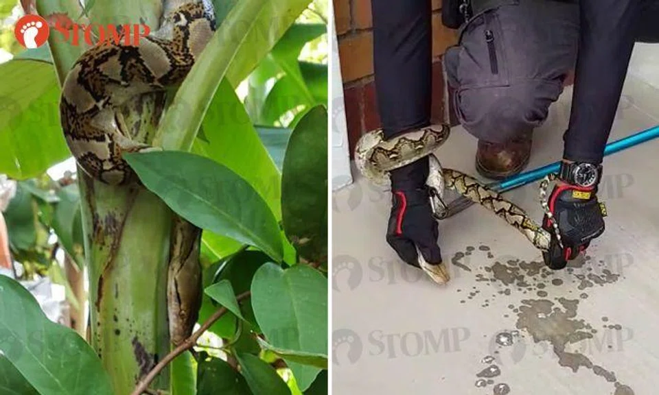 Baby python spotted on tree in Pasir Ris, removed by pest control