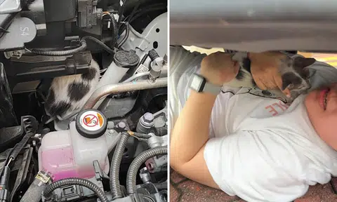 Private-hire driver finds kitten trapped in car engine, rescue takes 7 hours