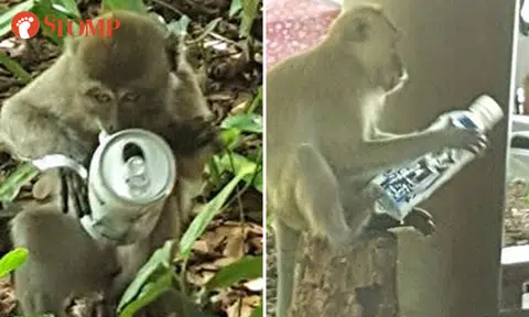 Who is responsible if these monkeys get hurt biting on these bottles and cans at MacRitchie?