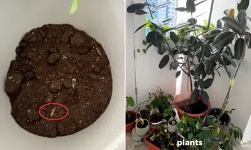 Man finds cigarette buds in plant pot. 