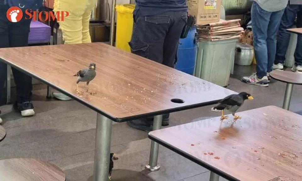 hawker centre birds