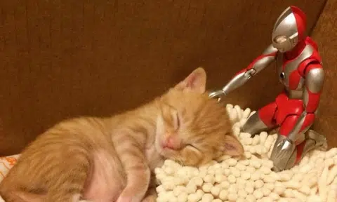 Rescued kitten gets ultra-protection from Ultraman