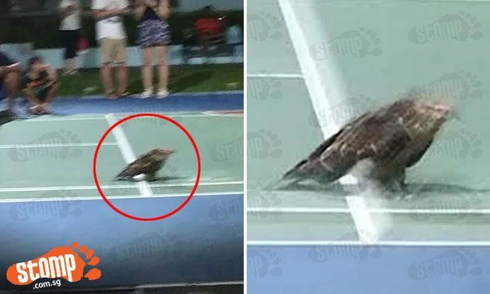 Huge bird tries to attack Stomper in CCK -- only to bang into wall and hurt itself further