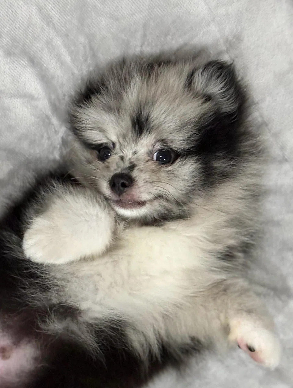 Glenn Yong chose Rio for his unique merle colouring, with black-and-white patches that make the dog look like he “comes from outer space”. 