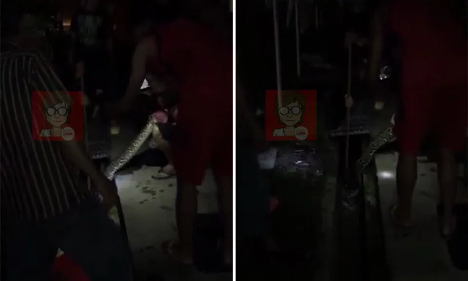 Photo: Video Screengrab