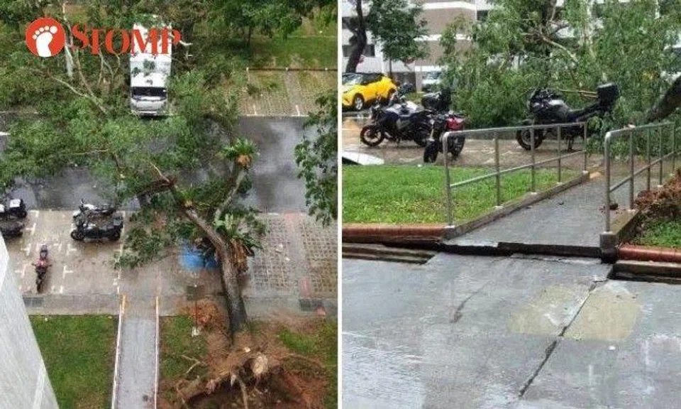Huge tree falls in Ang Mo Kio car park, leaves gaping hole in the ground