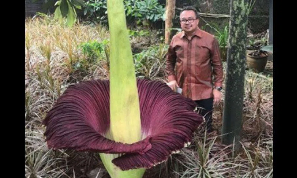 The flower so rare you may live your whole life without ever seeing one