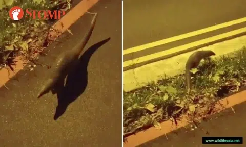 Adorable baby pangolin 'mistakes' man for its father