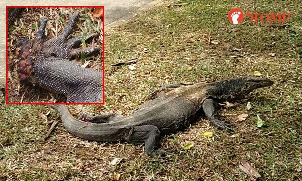 What gave poor monitor lizard in Punggol these injuries?