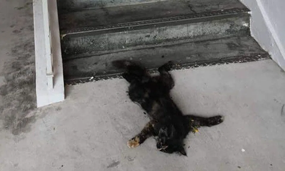 AVS investigating cat death at Yishun