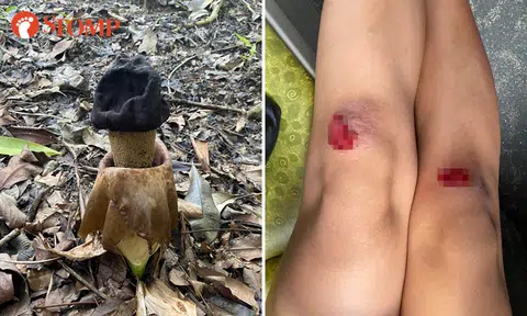 My painful and fruitless search for the corpse flower