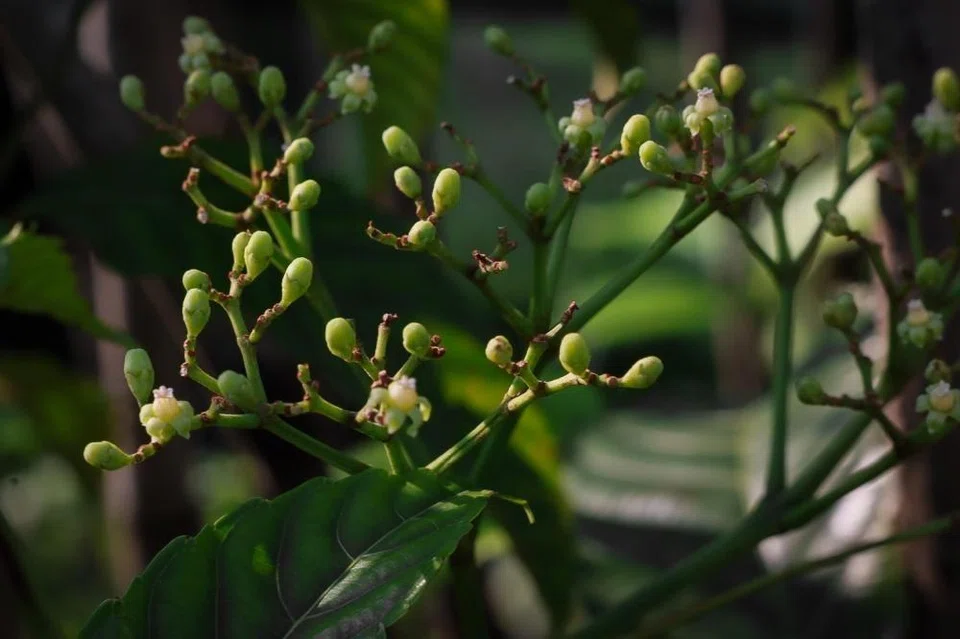 The bandicoot berry is one of the plant species being screened against approximately 10 different cancer cell lines.